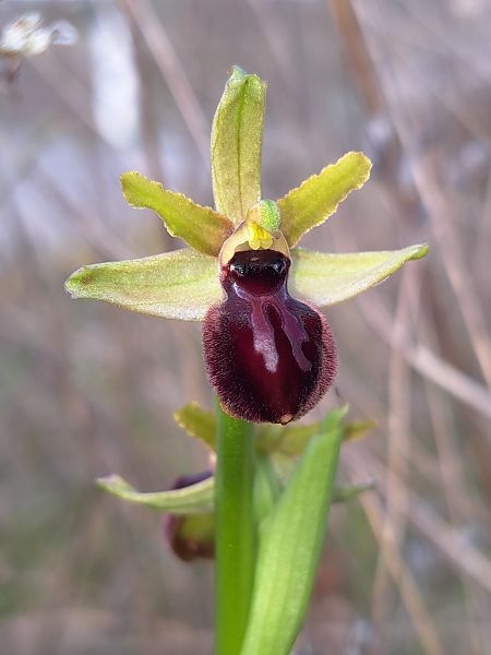 Ophrys caloptera  - Emmanuel Cosson