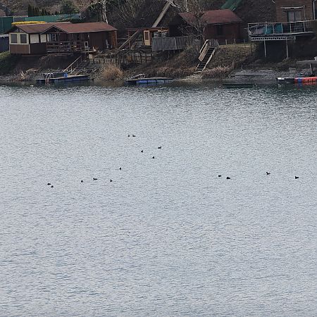 Fuligule nyroca  - Chris Zlatar