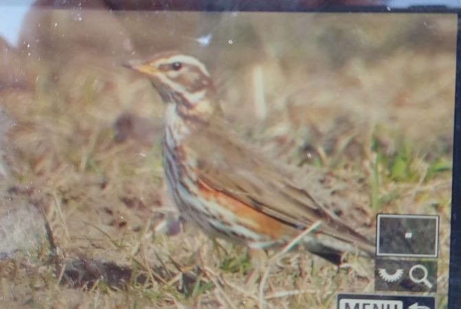 Redwing  - Stanisław Turowski