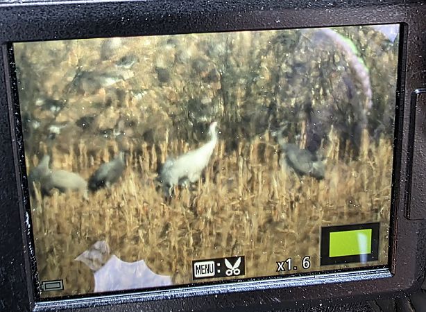 żuraw  - Robert Locman