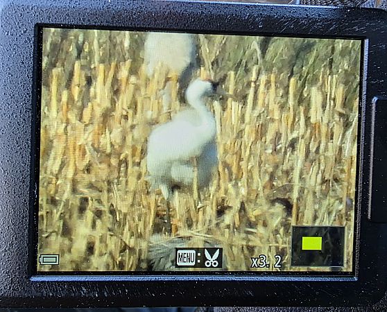 żuraw  - Robert Locman