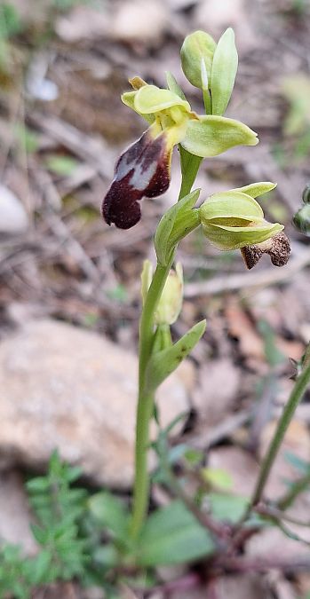 Ophrys indet. group. fusca  - Irène et Pierre Lastère