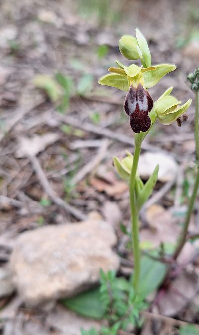 Ophrys indet. group. fusca  - Irène et Pierre Lastère