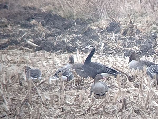 Gänsehybrid  - Wojciech Plata