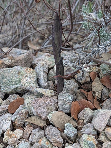 Limodorum abortivum  - Patrick Benoit