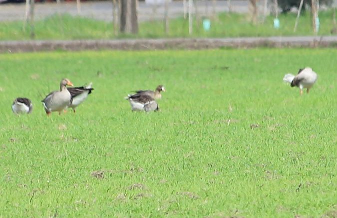 Oca lombardella  - Leonardo Orefice