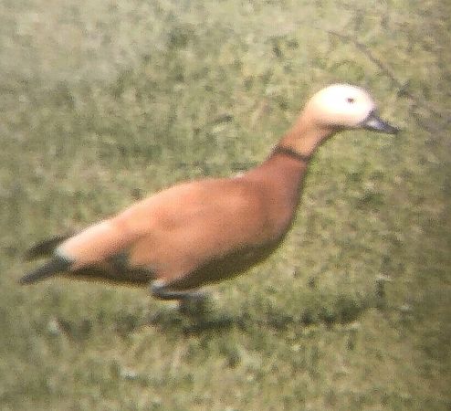 Ànec canyella  - Oriol Cabrero