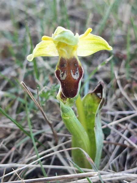 Ophrys forestieri  - Enric Bringués