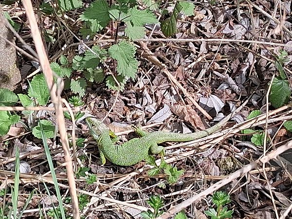 Musker berde  - Eraztun Berdeko Basozainak Guardas Anillo Verde