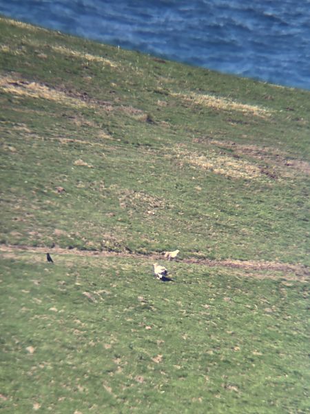 Sai zuria  - Lander Ayarza