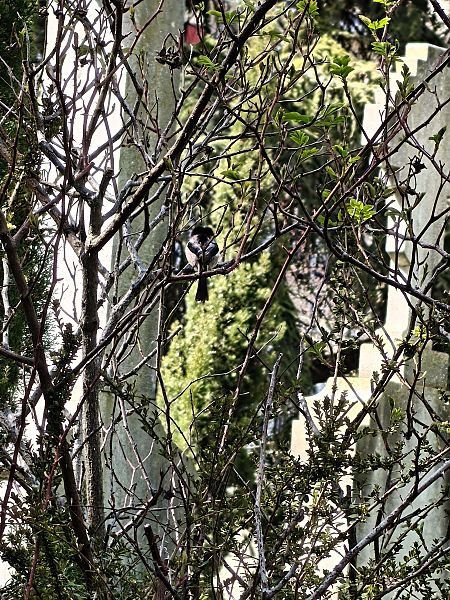 Buztanluzea  - Vanesa López Vázquez