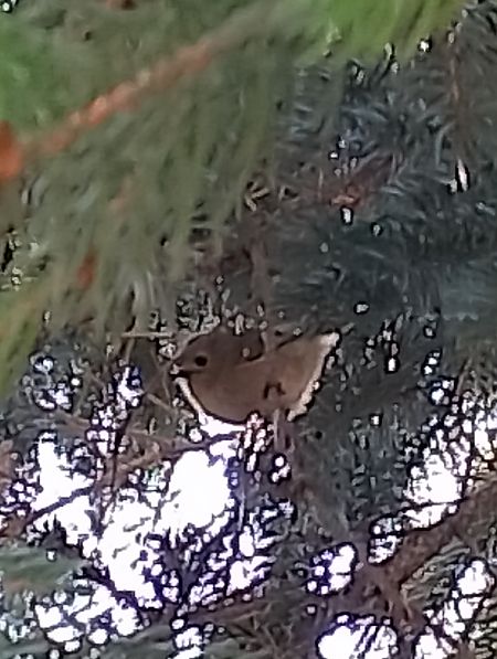 Regolo  - Gabriele Papale