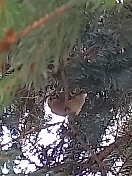 Regolo  - Gabriele Papale