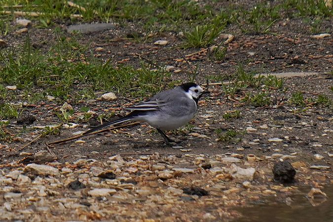 Ballerina bianca  - Alessio Trusso