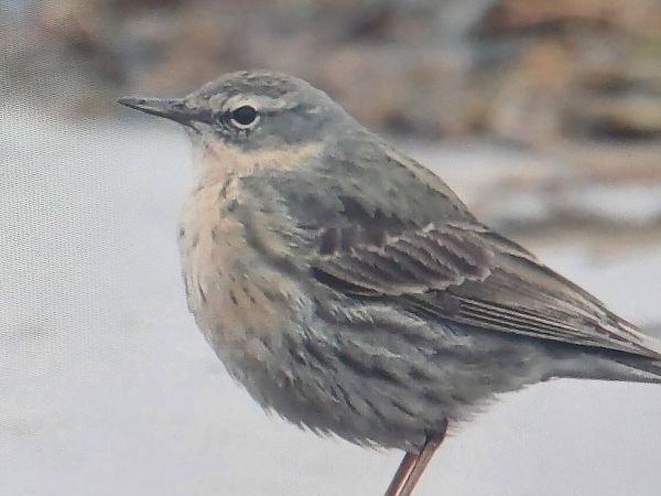 Strandpieper  - Dawid Kilon