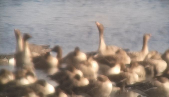 gęś zbożowa  - Michał Polakowski