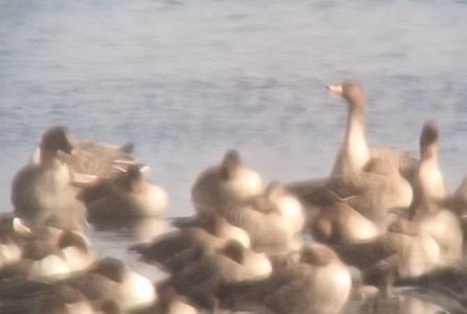 gęś zbożowa  - Michał Polakowski