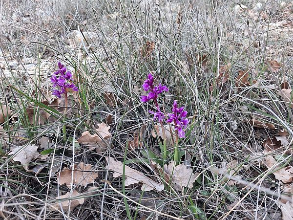 Orchis olbiensis  - Patrick Serra