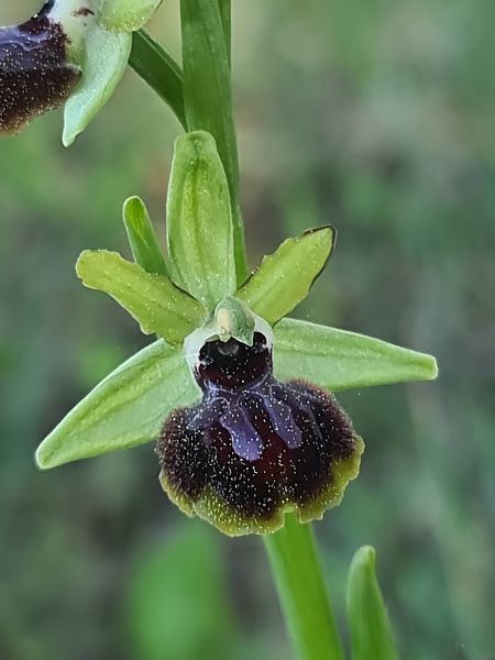 Ophrys passionis  - Christian Fleury
