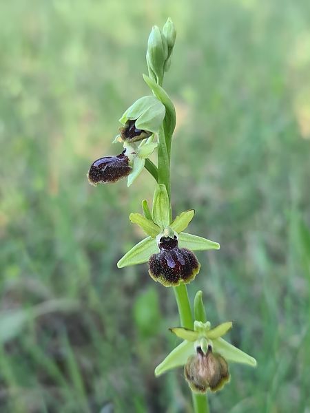 Ophrys passionis  - Christian Fleury