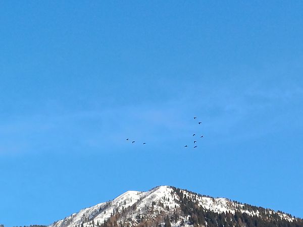 Germano reale  - Arrigo Olivieri (FVG)