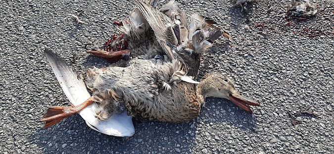 Germano reale  - Giacomo Sgorlon