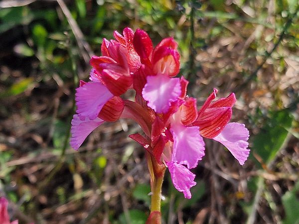 Anacamptis papilionacea  - Diane Raibaut