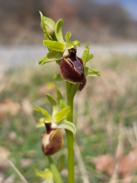 Ophrys arachnitiformis  - Emmanuel Cosson