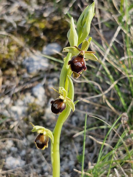 Ophrys insectifera  - Laurent Bignon