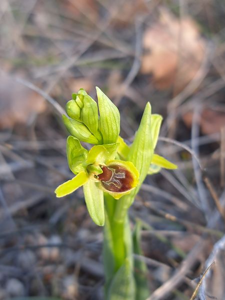 Ophrys araneola  - Emmanuel Cosson