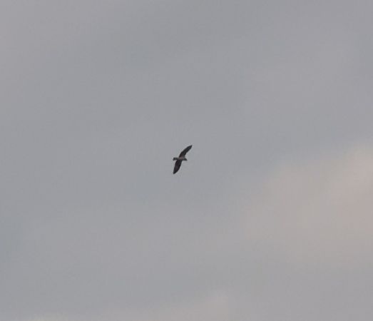 Falco pescatore  - Laura Bonanno