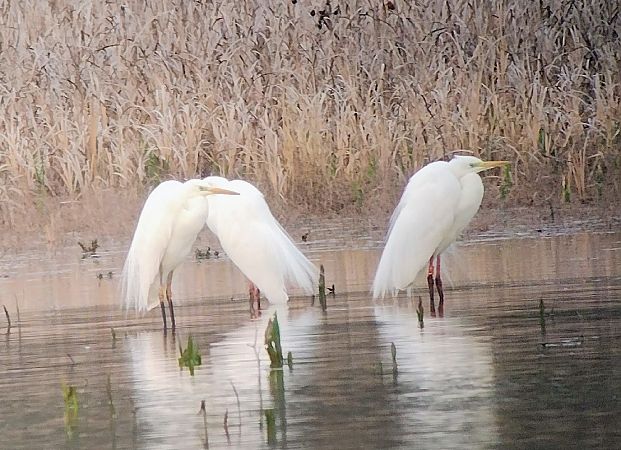 Airone bianco  - Marco Cortemiglia