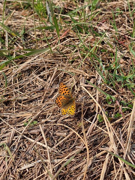 Issoria lathonia  - Filippo Vaninetti