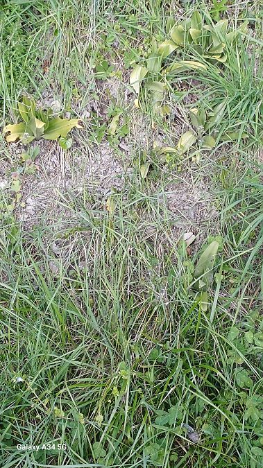 Ophrys apifera s.l.  - Sabrina Lepelletier