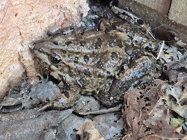 Granota verda  - César Piñol Baena