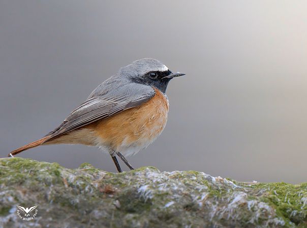 Codirosso  - Rubino Pa No