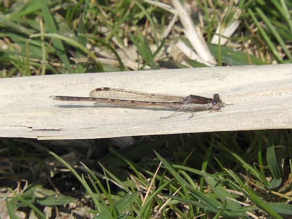 Sympecma fusca  - Massimo Tassinari