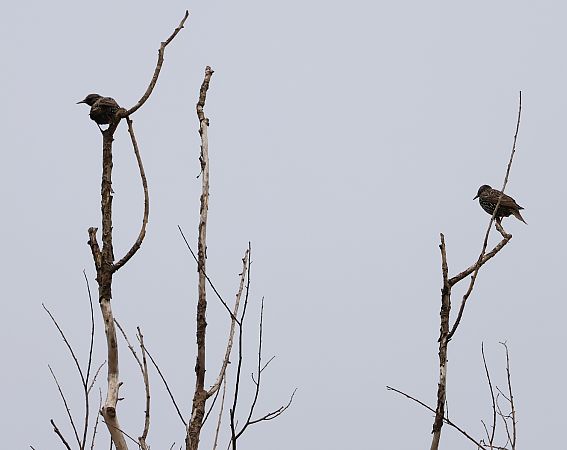 Storno  - Adelfina Aldrovandi