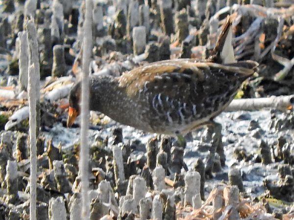 Voltolino  - Paolo Faifer