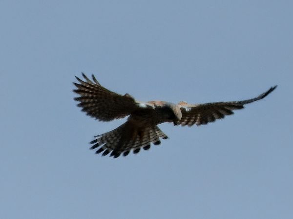 Gheppio  - Dario Bosio