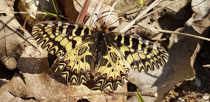 Zerynthia cassandra  - Giuseppe Di Lieto