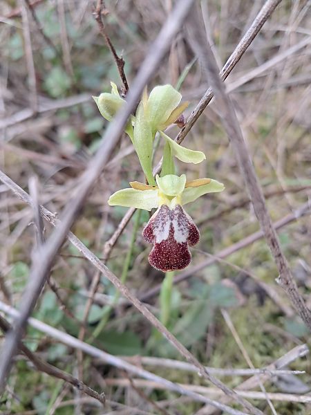 Ophrys forestieri  - Laurent Mazet