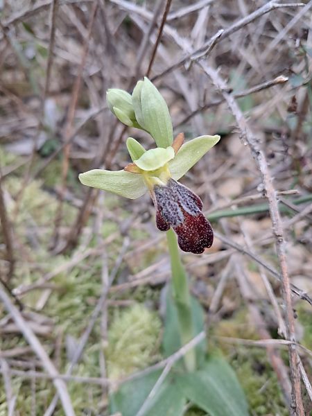 Ophrys forestieri  - Laurent Mazet