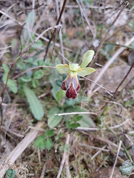 Ophrys forestieri  - Laurent Mazet