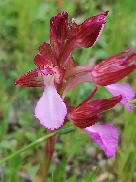 Anacamptis papilionacea  - Richard Fay