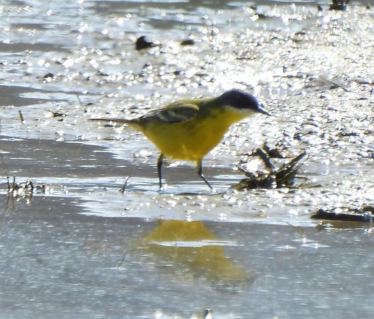 Cuereta groga  - Joan Pessarrodona