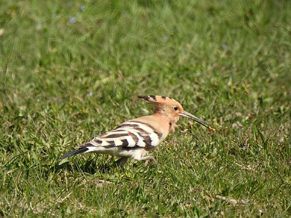 Puput  - Joan Pessarrodona