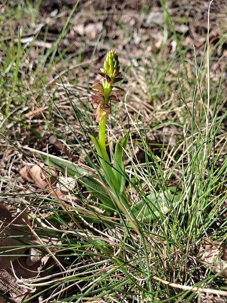 Orchis anthropophora  - Patrick Serra