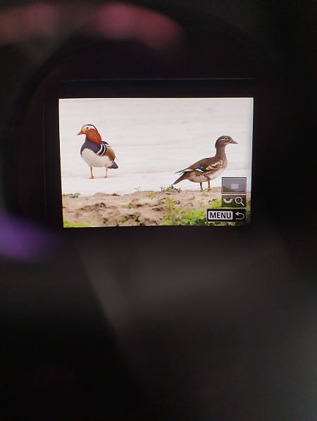 Anatra mandarina  - Tommaso Bonora