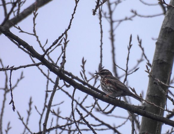 droździk  - Natalia Gorczowska